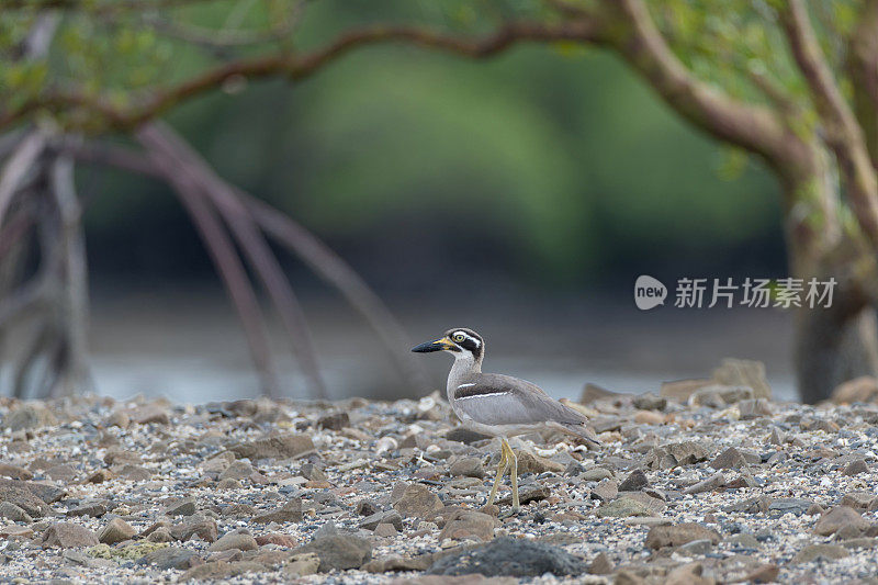 海鸟:成年沙滩粗膝鹬，又称沙滩石鹬(Esacus magnirostris)。